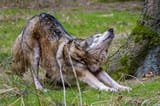 wolf-stretch
