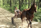playing horse