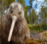 psbattle-kiwi-bird-looking-at-the-camera-v0-bs4x2y8uy2qa1-2683295447
