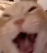 _riendosegato