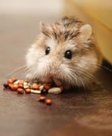 6551f1b393770_hamster_race_marron_mammifere_nourriture_qui_mange_des_graines