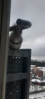 orava kyttää