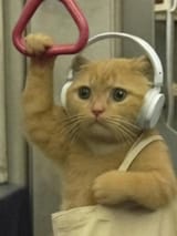 wagie cat