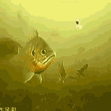 fish-yoink