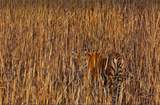 Tiger7