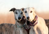 GREYHOUNDS