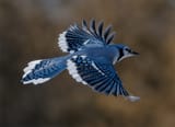 flight