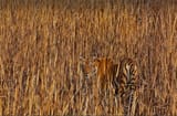 Tiger7