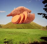 Yams on the hill