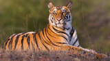 Tiger5