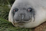 why-do-seals-often-cry-v0-g85rqicvzkye1