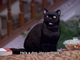 dogs can&#039;t talk