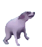 dog-dancer-dance-dog