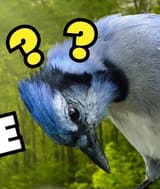 339
