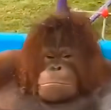 ye
