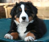 pup
