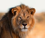 LionKing