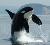 J27-Orca-Breach