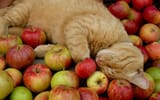 cat apples