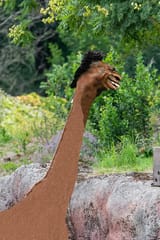 brachicius jr