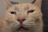 retardo gato flipo 