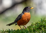 Robin