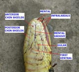 AB047_Scales_on_a_snakes_head