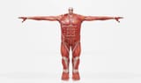 colossal-titan-from-attack-on-titan-2-01-139433689