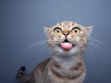 shutterstock_2251137885-1