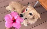 leo bites flower