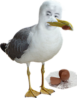SiGullhui