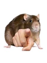 Rat pointing