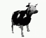 polish-cow-cow