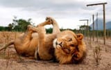 lion 1694124839138573