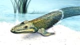 Tiktaalik-roseae_1600