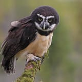 spectacled_owl