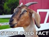 Goat