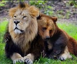 lion bears