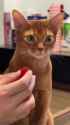 1752435248960278_thumb.jpg
