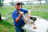 goose capture