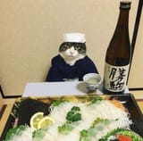 cat_of_sake