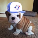 jay dawg
