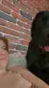 doggy_thumb.jpg