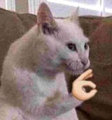 Toppu+kekku+_4829a2bdaf1edefcede0d25a962c7cc0