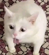 1747202584477703