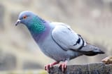 pigeon-1364561001yVr[1]