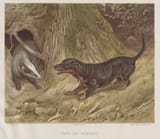 Deiker_Jagdbare_Tiere_1093210