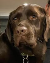 doggo