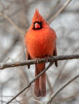 RedBird