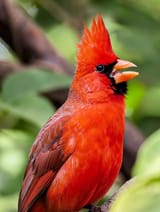 B048-Northern-Cardinal-7